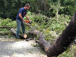 How Our Tree Care Process Works  in  Big Lake, TX